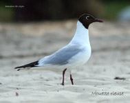 Mouette rieuse_6992.jpg